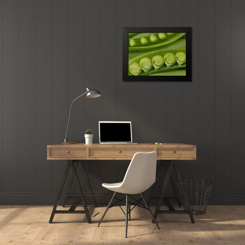 sugar snap peas pods close up Black Modern Wood Framed Art Print by Frank, Assaf