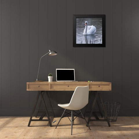 A Swan in a Lake Black Modern Wood Framed Art Print by Frank, Assaf