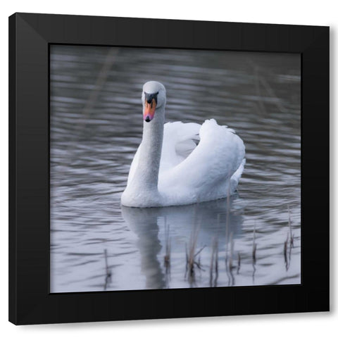 A Swan in a Lake Black Modern Wood Framed Art Print by Frank, Assaf