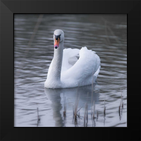 A Swan in a Lake Black Modern Wood Framed Art Print by Frank, Assaf