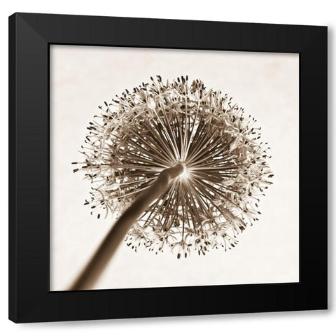 Allium flower, close-up Black Modern Wood Framed Art Print by Frank, Assaf