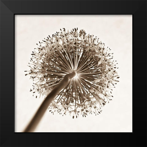 Allium flower, close-up Black Modern Wood Framed Art Print by Frank, Assaf