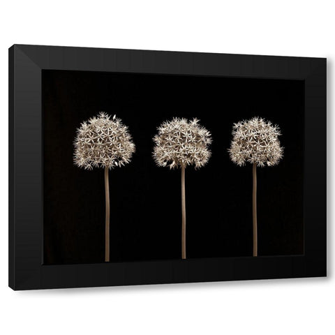 Allium flowers Black Modern Wood Framed Art Print with Double Matting by Frank, Assaf