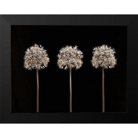 Allium flowers Black Modern Wood Framed Art Print by Frank, Assaf