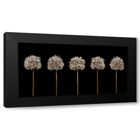 Three puple allium flowers in a row-close-up Black Modern Wood Framed Art Print by Frank, Assaf