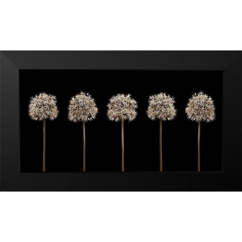 Three puple allium flowers in a row-close-up Black Modern Wood Framed Art Print by Frank, Assaf