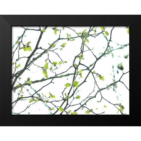 Tree branches Black Modern Wood Framed Art Print by Frank, Assaf