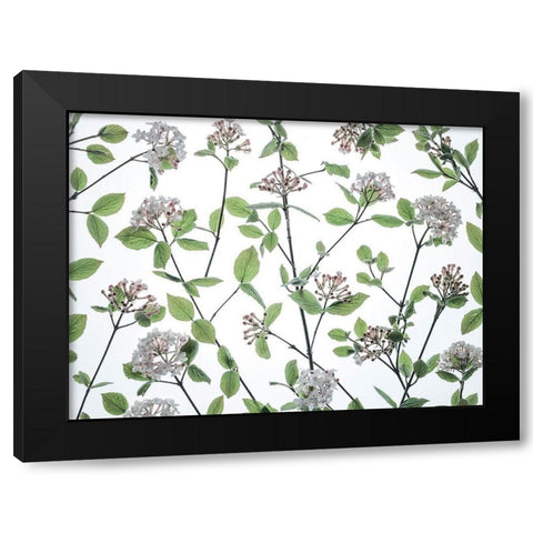 Viburnum Juddii flowers Black Modern Wood Framed Art Print by Frank, Assaf