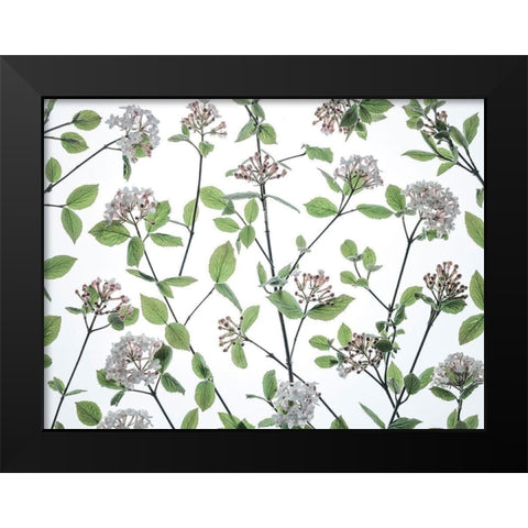 Viburnum Juddii flowers Black Modern Wood Framed Art Print by Frank, Assaf