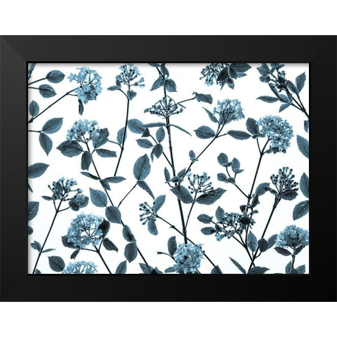 Viburnum Juddii flowers Black Modern Wood Framed Art Print by Frank, Assaf
