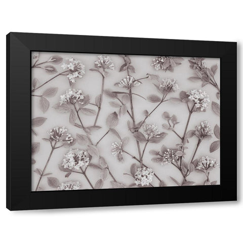 Viburnum Juddii flowers Black Modern Wood Framed Art Print by Frank, Assaf