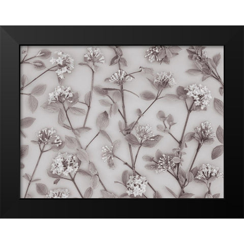 Viburnum Juddii flowers Black Modern Wood Framed Art Print by Frank, Assaf