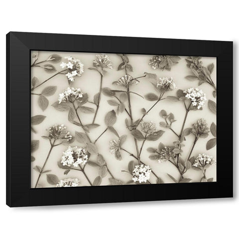 Viburnum Juddii flowers Black Modern Wood Framed Art Print with Double Matting by Frank, Assaf