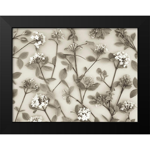 Viburnum Juddii flowers Black Modern Wood Framed Art Print by Frank, Assaf
