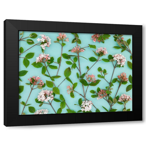 Viburnum Juddii flowers Black Modern Wood Framed Art Print by Frank, Assaf
