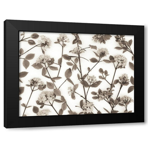 Viburnum Juddii flowers Black Modern Wood Framed Art Print by Frank, Assaf