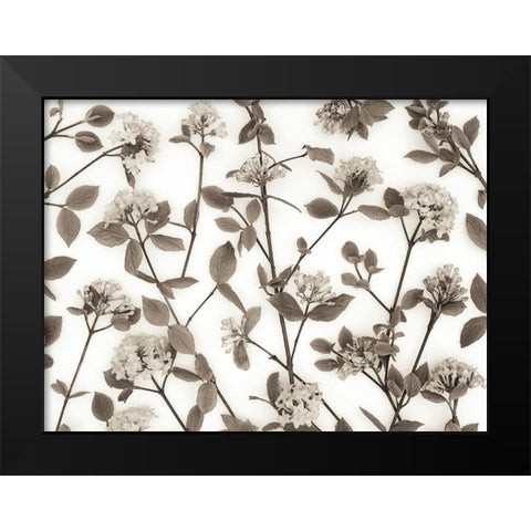 Viburnum Juddii flowers Black Modern Wood Framed Art Print by Frank, Assaf