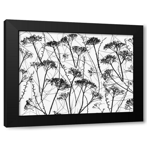 Silhouette of dried plants Black Modern Wood Framed Art Print by Frank, Assaf