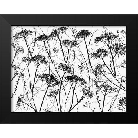 Silhouette of dried plants Black Modern Wood Framed Art Print by Frank, Assaf