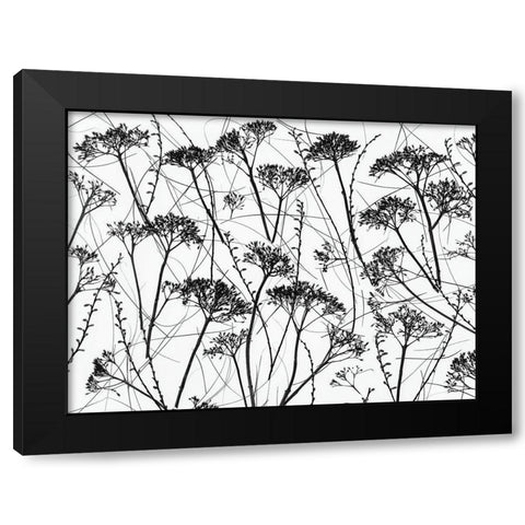Silhouette of dried plants Black Modern Wood Framed Art Print by Frank, Assaf