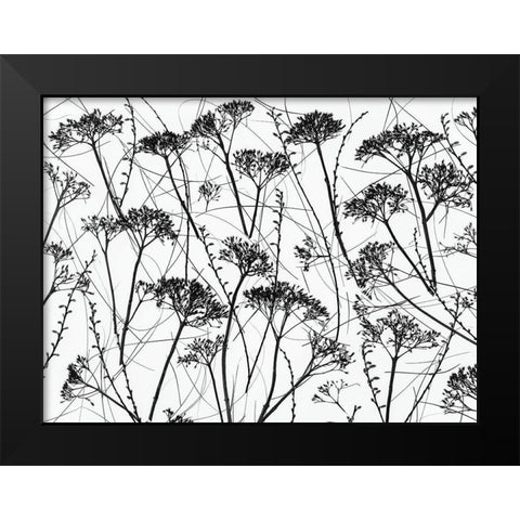 Silhouette of dried plants Black Modern Wood Framed Art Print by Frank, Assaf