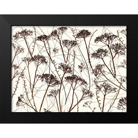 Dried Hydrangea Black Modern Wood Framed Art Print by Frank, Assaf