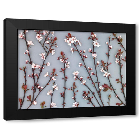 Twigs of Cherry plant Black Modern Wood Framed Art Print by Frank, Assaf