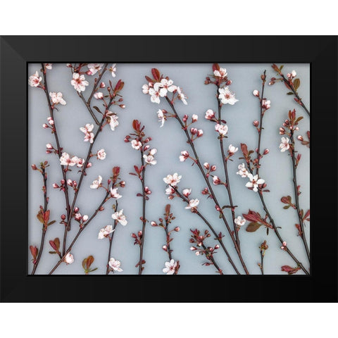 Twigs of Cherry plant Black Modern Wood Framed Art Print by Frank, Assaf