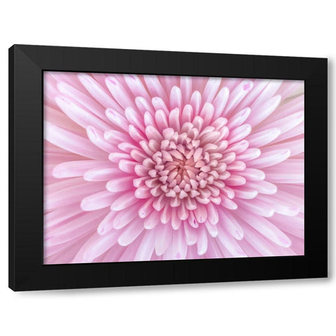 Close-up of Chrysanthemum flower, full frame Black Modern Wood Framed Art Print by Frank, Assaf