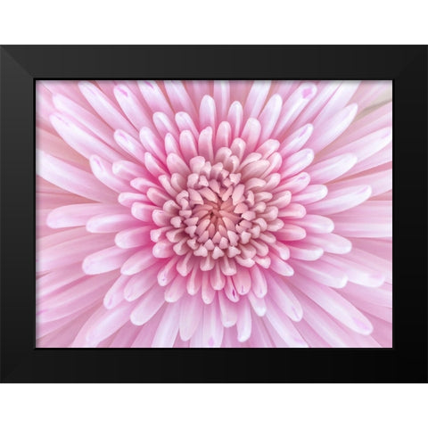 Close-up of Chrysanthemum flower, full frame Black Modern Wood Framed Art Print by Frank, Assaf