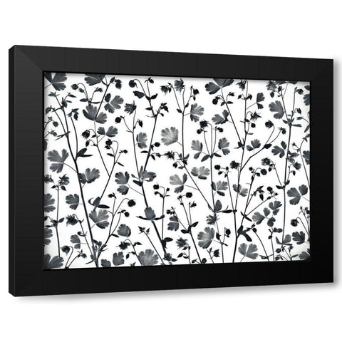 Columbine Aquilegia flowers Black Modern Wood Framed Art Print by Frank, Assaf