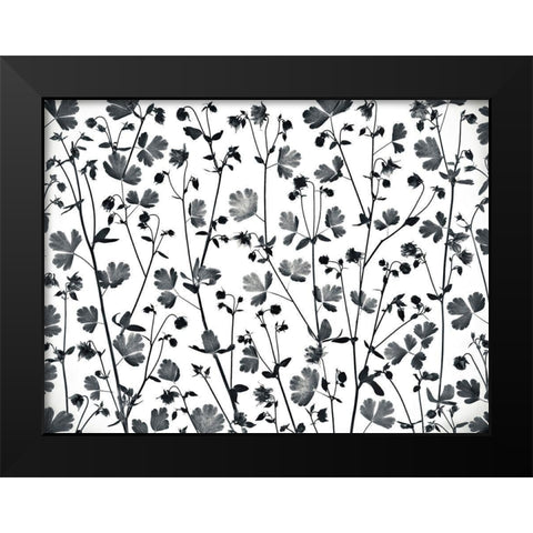 Columbine Aquilegia flowers Black Modern Wood Framed Art Print by Frank, Assaf