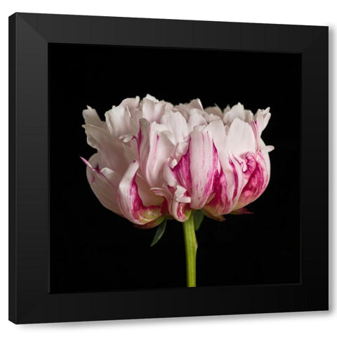 White pink Peony flower-close-up Black Modern Wood Framed Art Print by Frank, Assaf