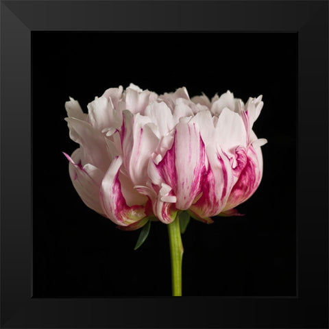 White pink Peony flower-close-up Black Modern Wood Framed Art Print by Frank, Assaf