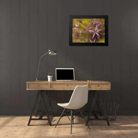 Purple allium flower-close-up Black Modern Wood Framed Art Print by Frank, Assaf