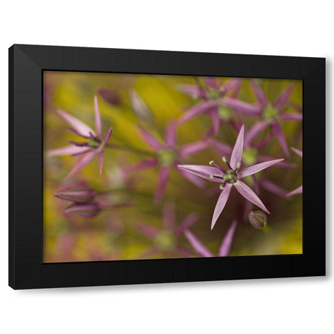Purple allium flower-close-up Black Modern Wood Framed Art Print by Frank, Assaf