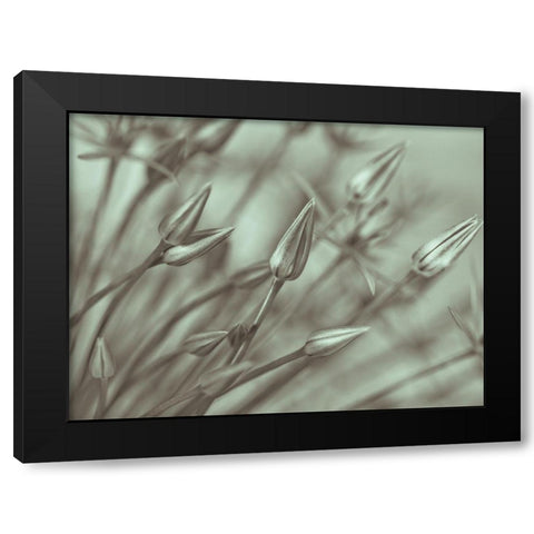 Allium flower-close-up Black Modern Wood Framed Art Print by Frank, Assaf