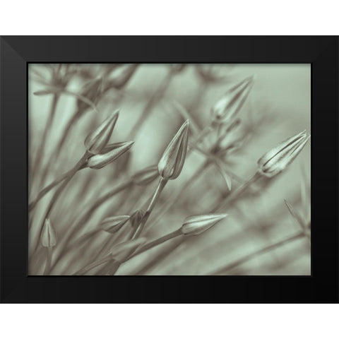 Allium flower-close-up Black Modern Wood Framed Art Print by Frank, Assaf