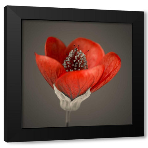 Close-up of red abutilon nabob Black Modern Wood Framed Art Print by Frank, Assaf