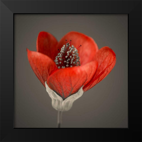 Close-up of red abutilon nabob Black Modern Wood Framed Art Print by Frank, Assaf