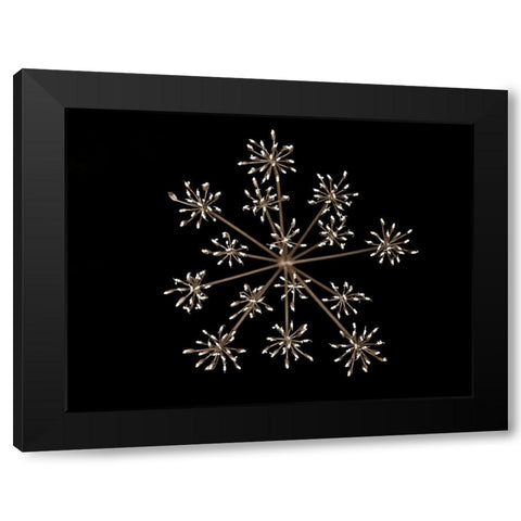 Cow parsley Black Modern Wood Framed Art Print by Frank, Assaf