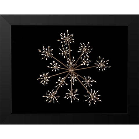 Cow parsley Black Modern Wood Framed Art Print by Frank, Assaf