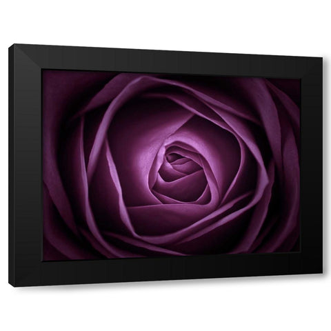Close-up of purple rose, full frame Black Modern Wood Framed Art Print by Frank, Assaf