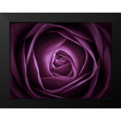 Close-up of purple rose, full frame Black Modern Wood Framed Art Print by Frank, Assaf