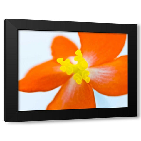Dragon wing begonia flower close-up Black Modern Wood Framed Art Print by Frank, Assaf
