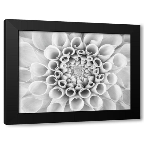 Pompom Dahlia petals Black Modern Wood Framed Art Print by Frank, Assaf