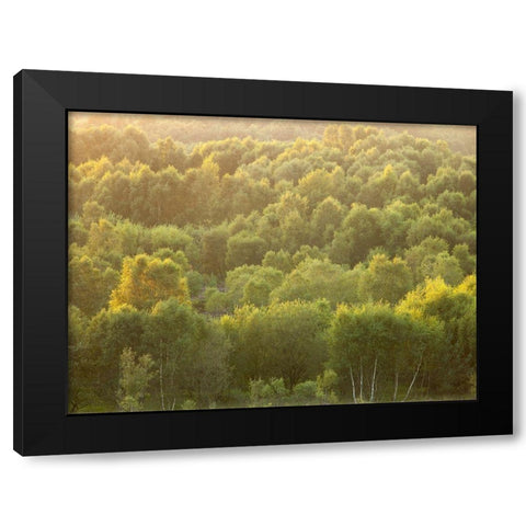 Tree tops at dusk Black Modern Wood Framed Art Print by Frank, Assaf