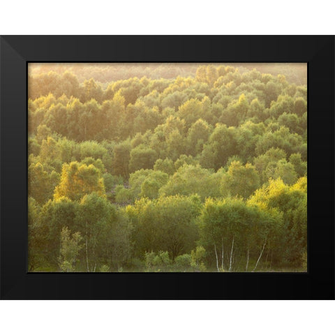 Tree tops at dusk Black Modern Wood Framed Art Print by Frank, Assaf