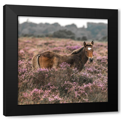 Wild Horse-New Forest Black Modern Wood Framed Art Print by Frank, Assaf