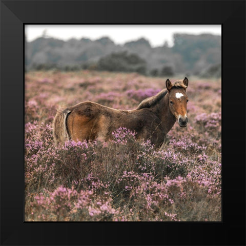 Wild Horse-New Forest Black Modern Wood Framed Art Print by Frank, Assaf